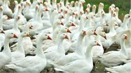VIRUS – L’espoir du vaccin contre la grippe aviaire